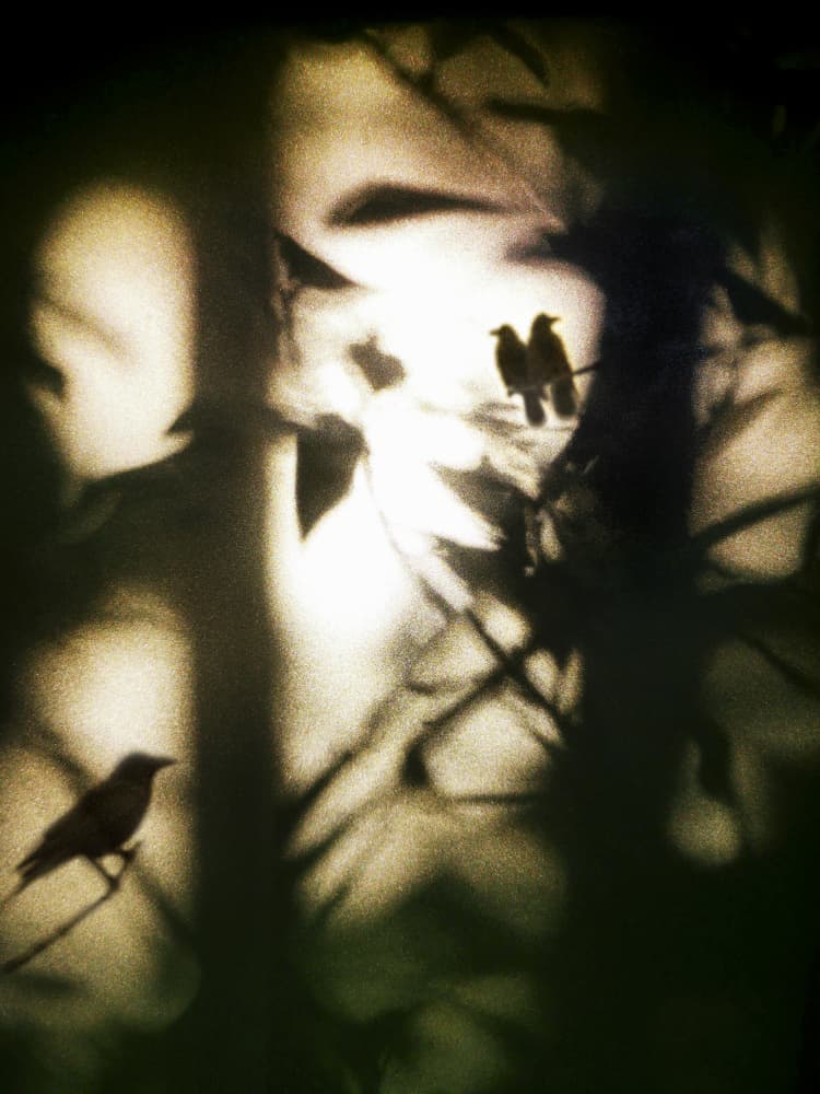 Ethereal Birds in Shadow by Angelo Cerantola — canvas wall art