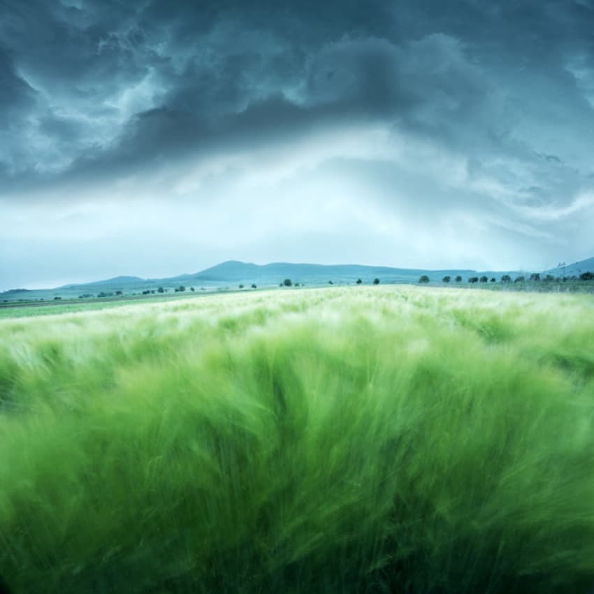 Wind Swept Green Field by Floriana Barbu — canvas wall art