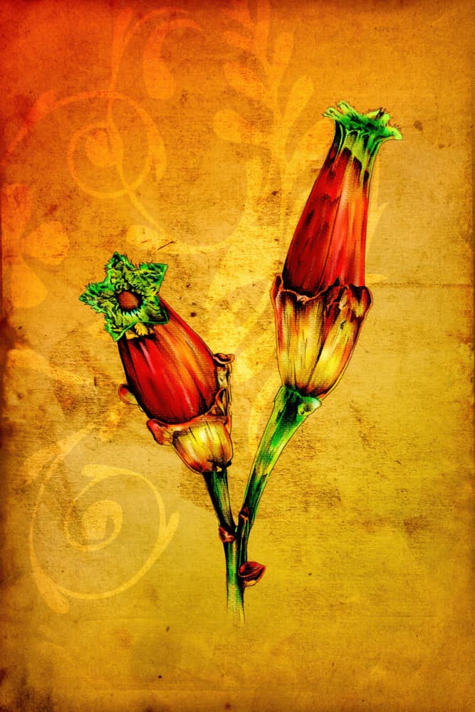 Vibrant Botanical Blooms by Rafal Kulik — canvas wall art