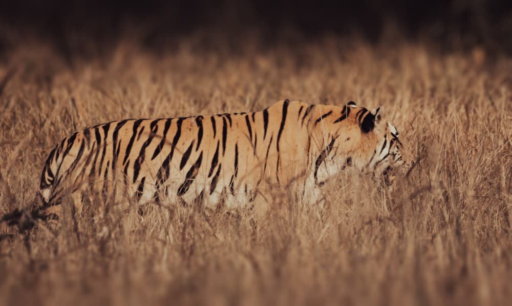 Artistic Tiger Camouflage by Abhinav Sharma — canvas wall art