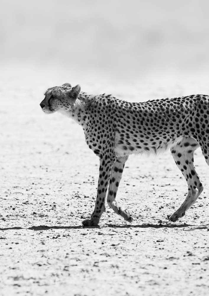 Silent Pursuit by Shot by Clint — canvas wall art