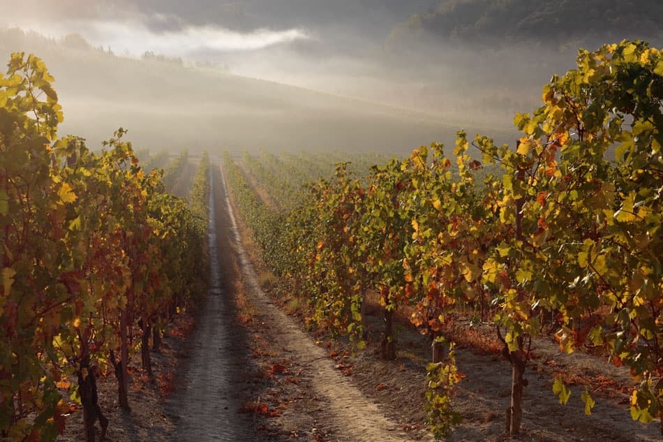 Misty Autumn Vineyard by Liesbeth van der Werf — canvas wall art