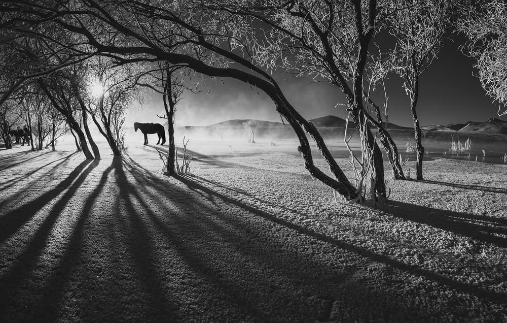 Sunlit Winter Horse by Bingo Z — canvas wall art