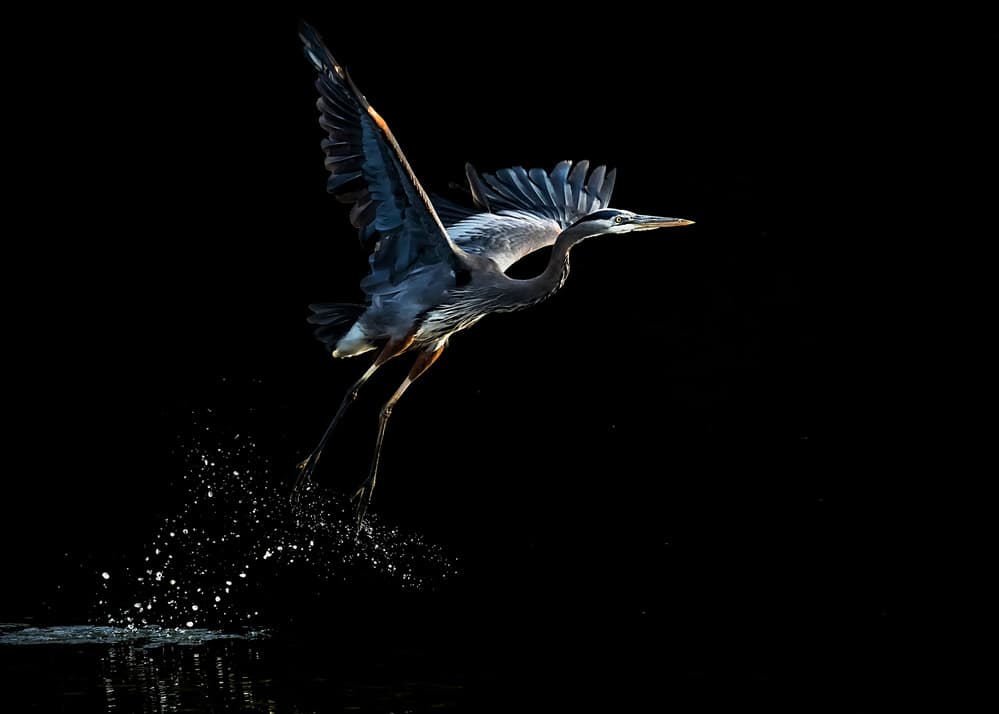 Blue Heron Takeoff by Annie Poreider — canvas wall art