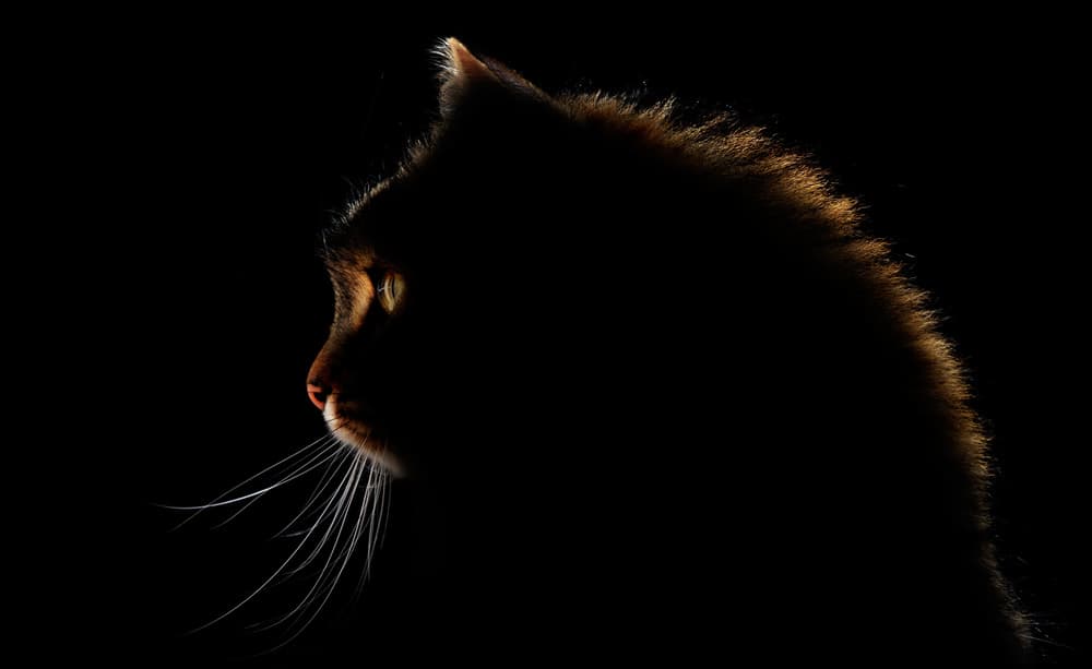 Mysterious Cat Silhouette by Antonio Grambone — canvas wall art