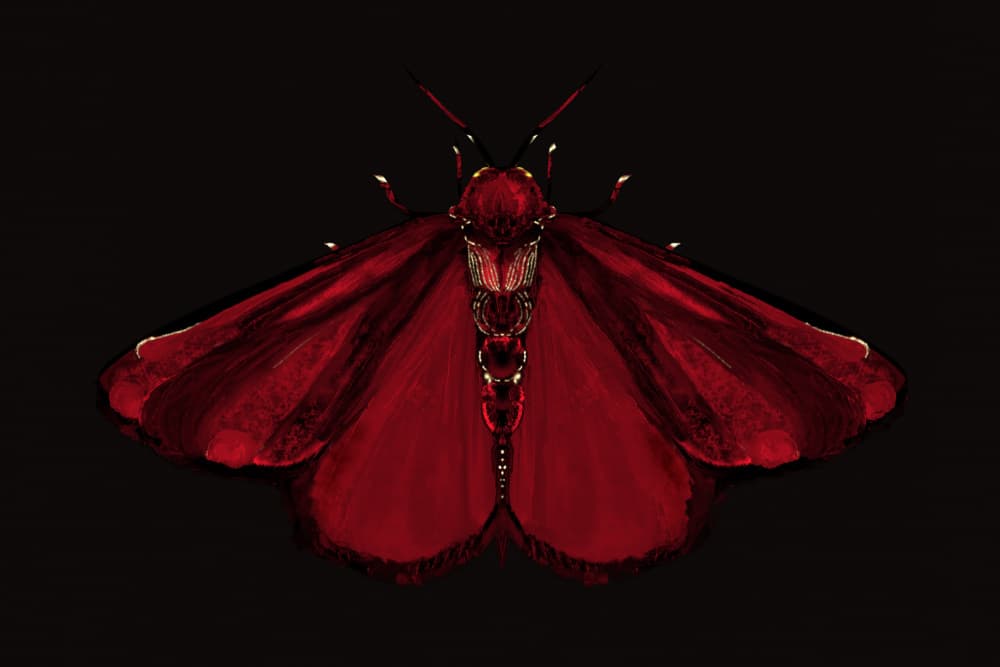 Elegant Crimson Moth by Josie George — canvas wall art