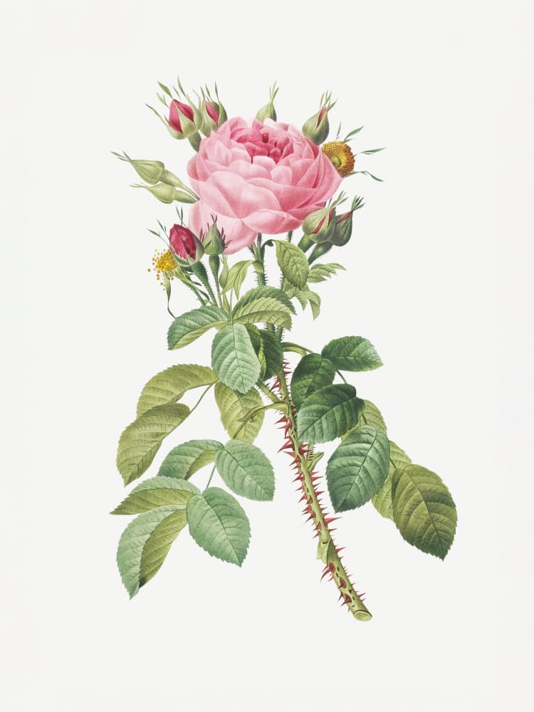 Rosa Bifera Macrocarpa, Les Roses (1817–1824) by Pierre-Joseph Redoute — canvas wall art