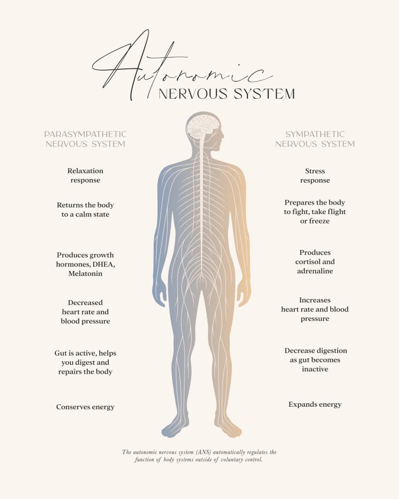 Autonomic Nervous System Diagram by KsanaKalpa — canvas wall art