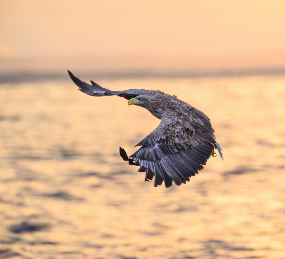 Golden Hour Eagle Flight by Mike He — canvas wall art