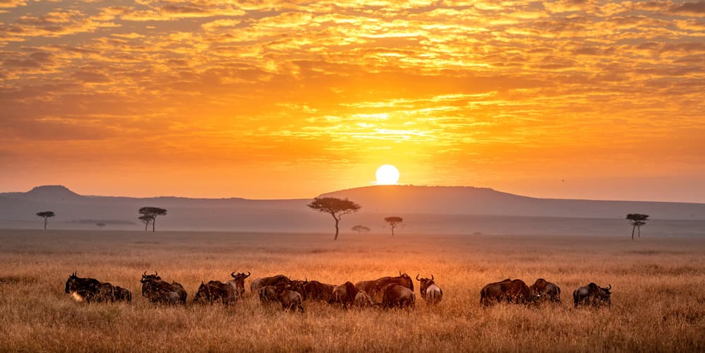 Wildebeest Savannah Sunrise by Hung Tsui — canvas wall art