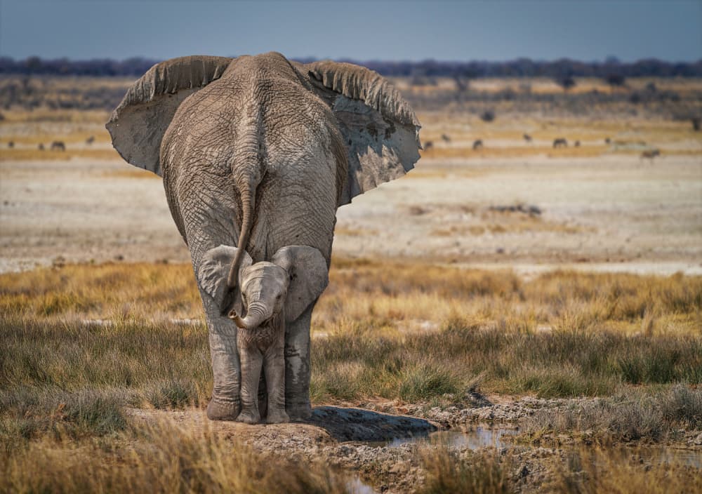 Mother Elephant's Embrace by Marcel Egger — canvas wall art