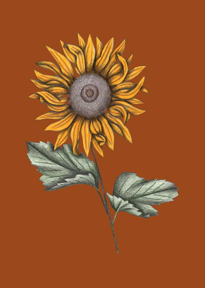 Golden Autumn Sunflower by Cecilia Battaini — canvas wall art
