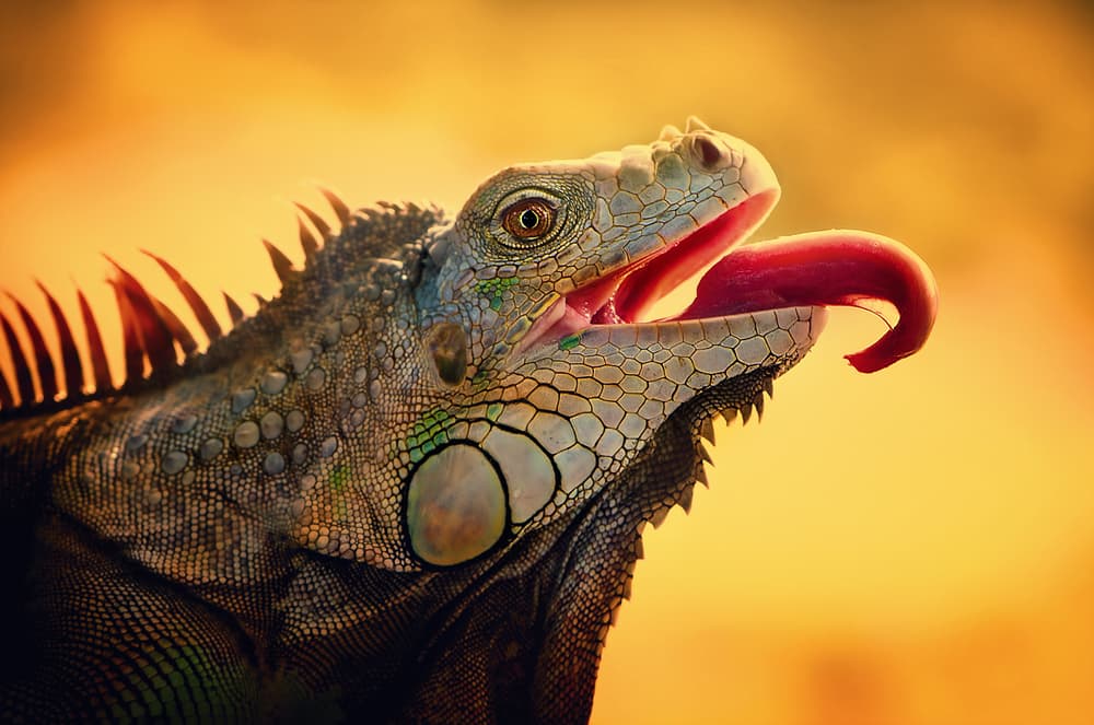Iguana Golden Hour by Rooswandy Juniawan — canvas wall art