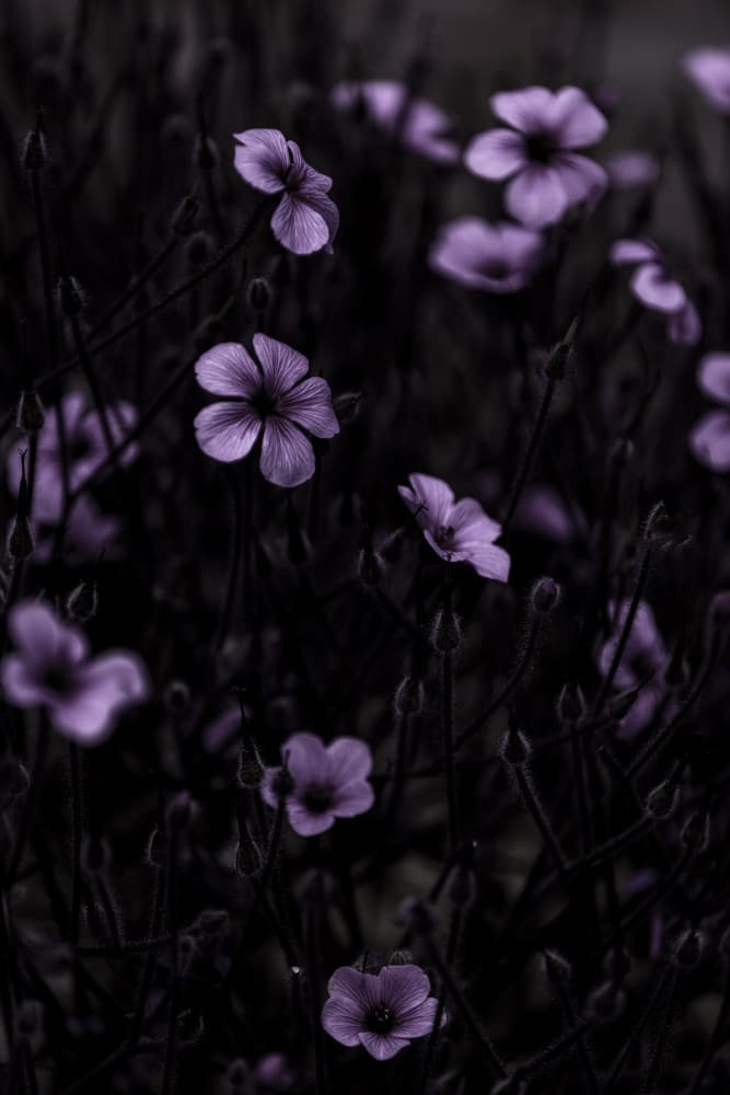 Dark Flowers 10 by Mareike Böhmer — canvas wall art