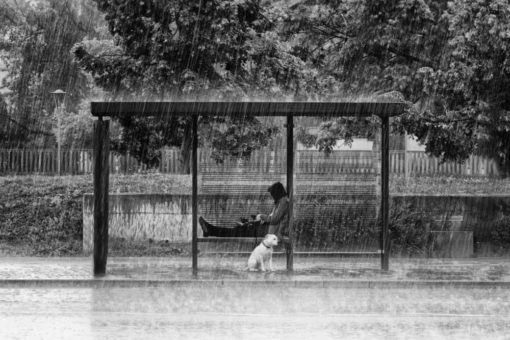 Rainy Day Companion by Jurij Bizjak — canvas wall art
