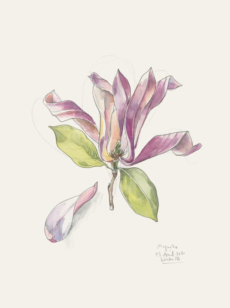 Pink Watercolor Magnolia by Catalina Somolinos — canvas wall art