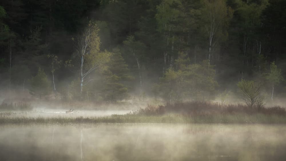 Deer in Morning Mist by Benny Pettersson — canvas wall art