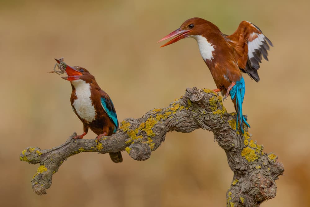 Kingfishers Sharing A Meal by David Manusevich — canvas wall art