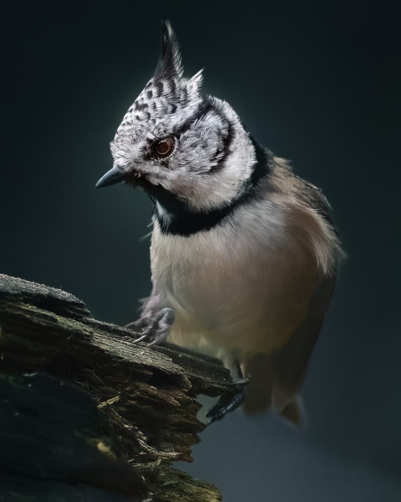 Elegant Crested Tit by Johan Lennartsson — canvas wall art