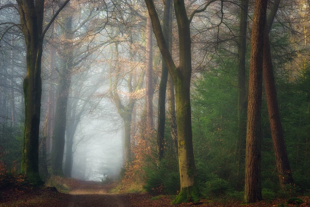 Misty Forest Path by Ellen Borggreve — canvas wall art