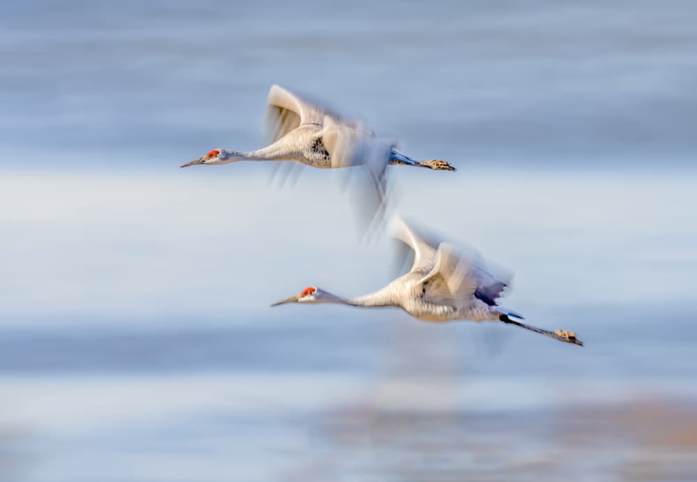Flying Sandhill Cranes by Gary Hu — canvas wall art