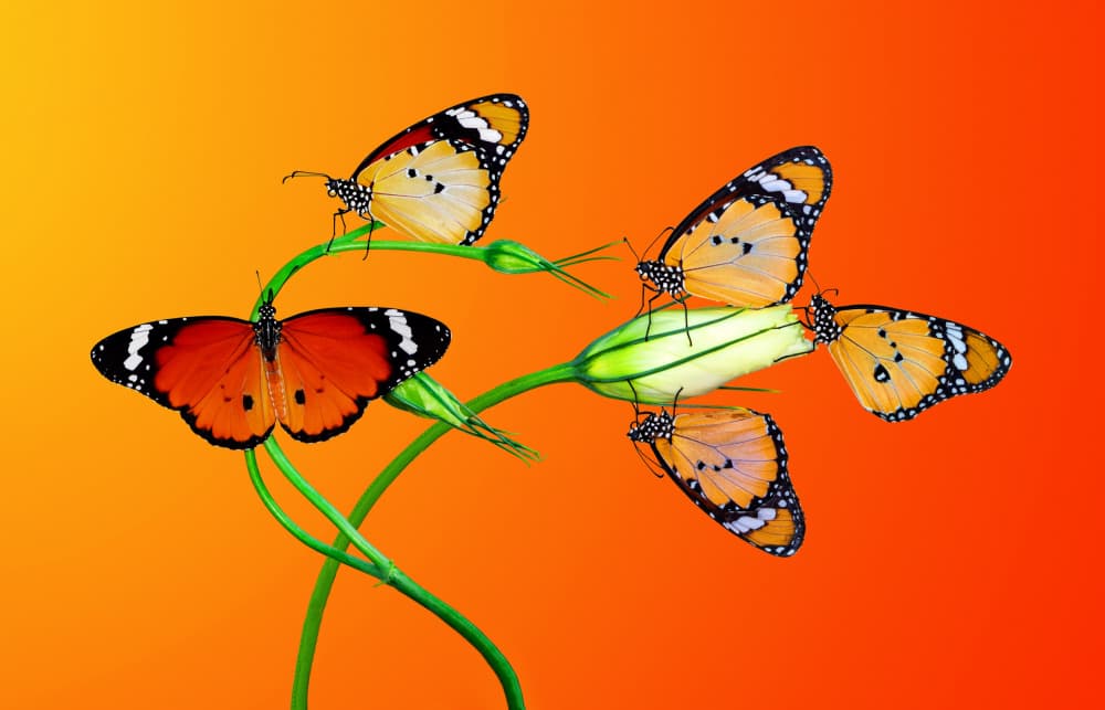 Vibrant Butterflies on Bloom by Mustafa öztürk — canvas wall art