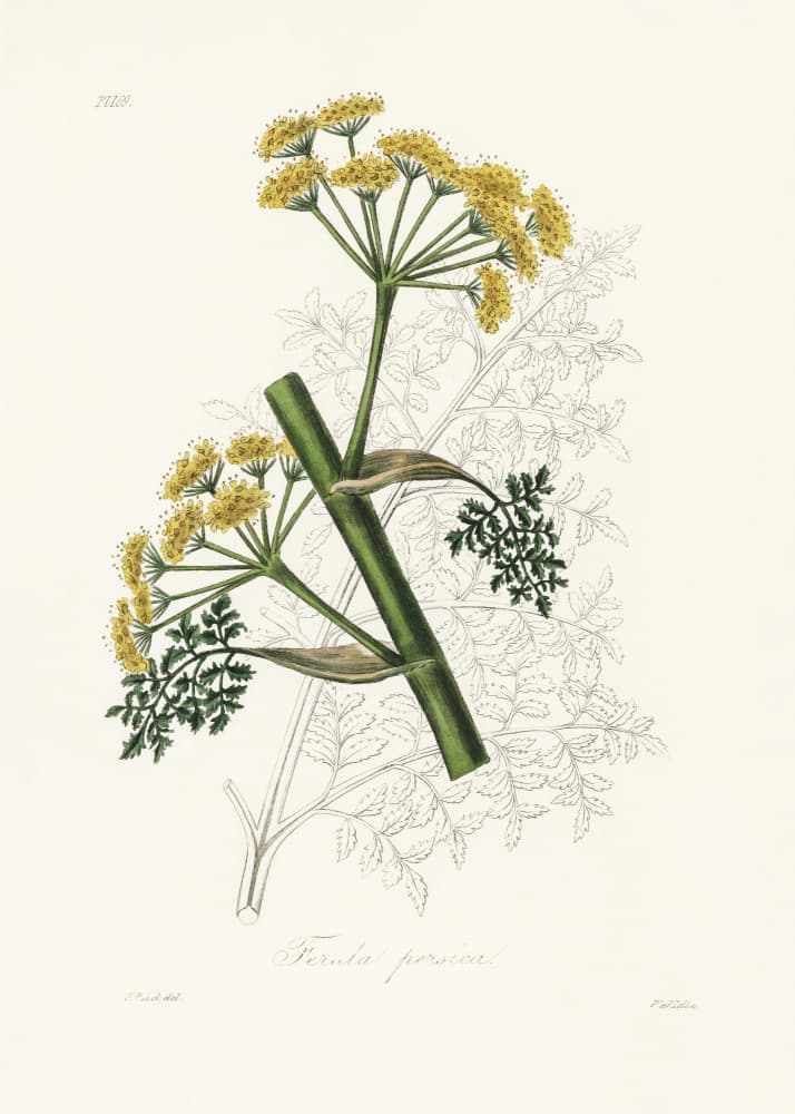 Ferula Persica Medical Botany by John Stephenson and James Morss Churchill — canvas wall art