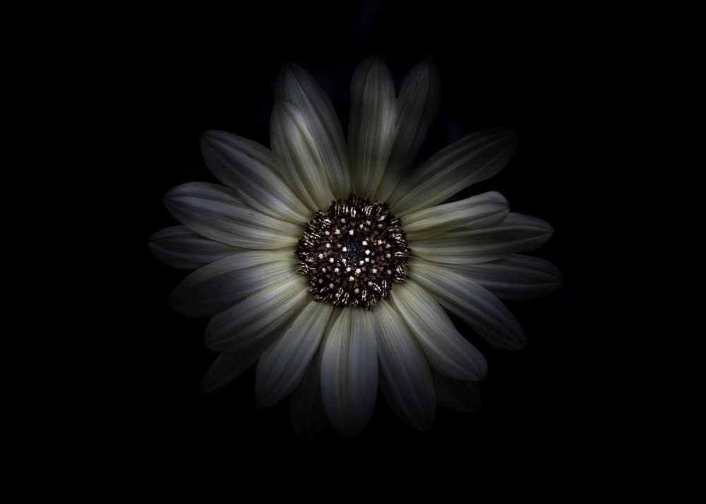 Softly Lit Bloom by The Learning Curve Photography — canvas wall art