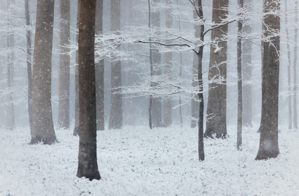 Snowy Winter Forest by Adrian Popan — canvas wall art