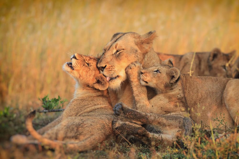Tender Lioness and Cubs by Jaco Marx — canvas wall art