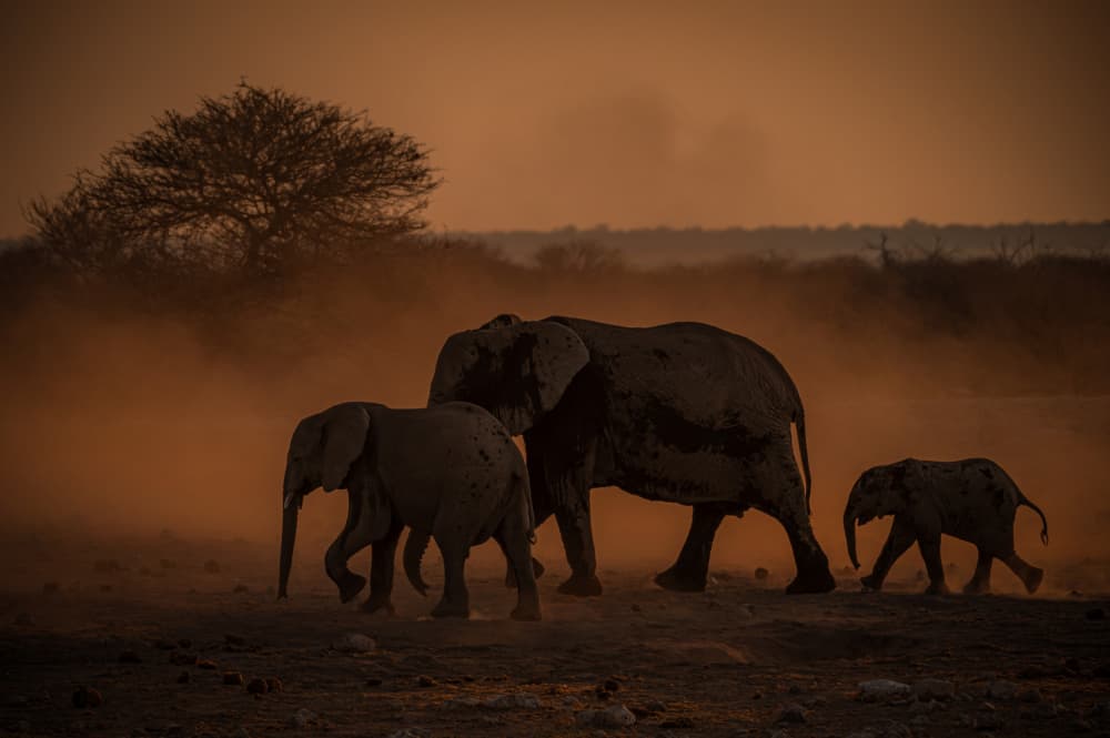 African Elephant Golden Dust by Isam Telhami — canvas wall art