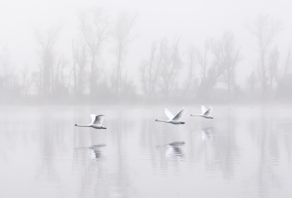 Serene Swans Flight by Dianne Mao — canvas wall art
