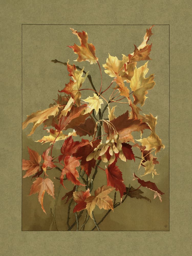 Autumn Leaves, Maple