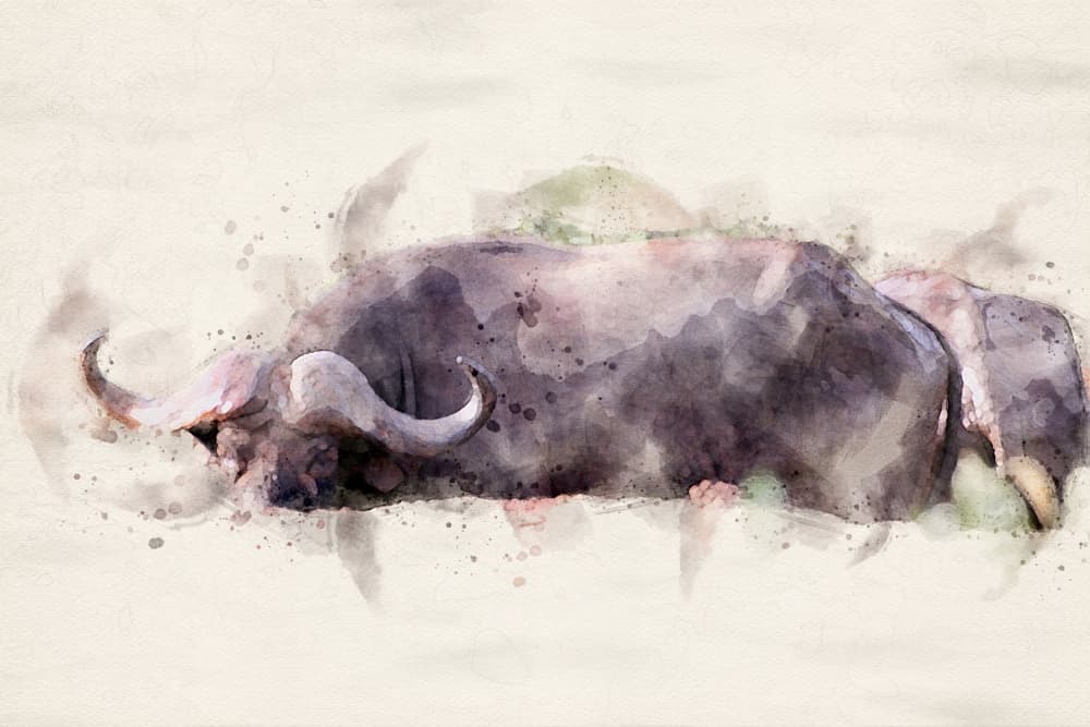 African Buffalo Watercolor by Arno Du Toit — canvas wall art