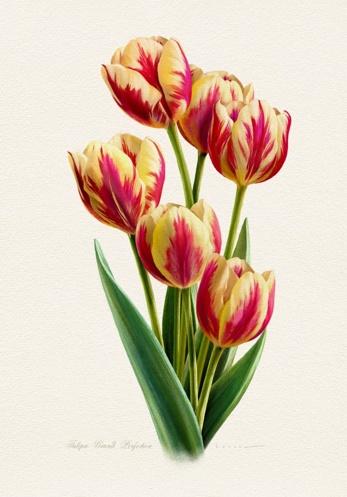 Vibrant Striped Tulips by Juan Hernaz — canvas wall art