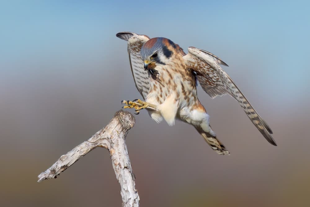 American Kestrel Landing by Johnny Chen — canvas wall art