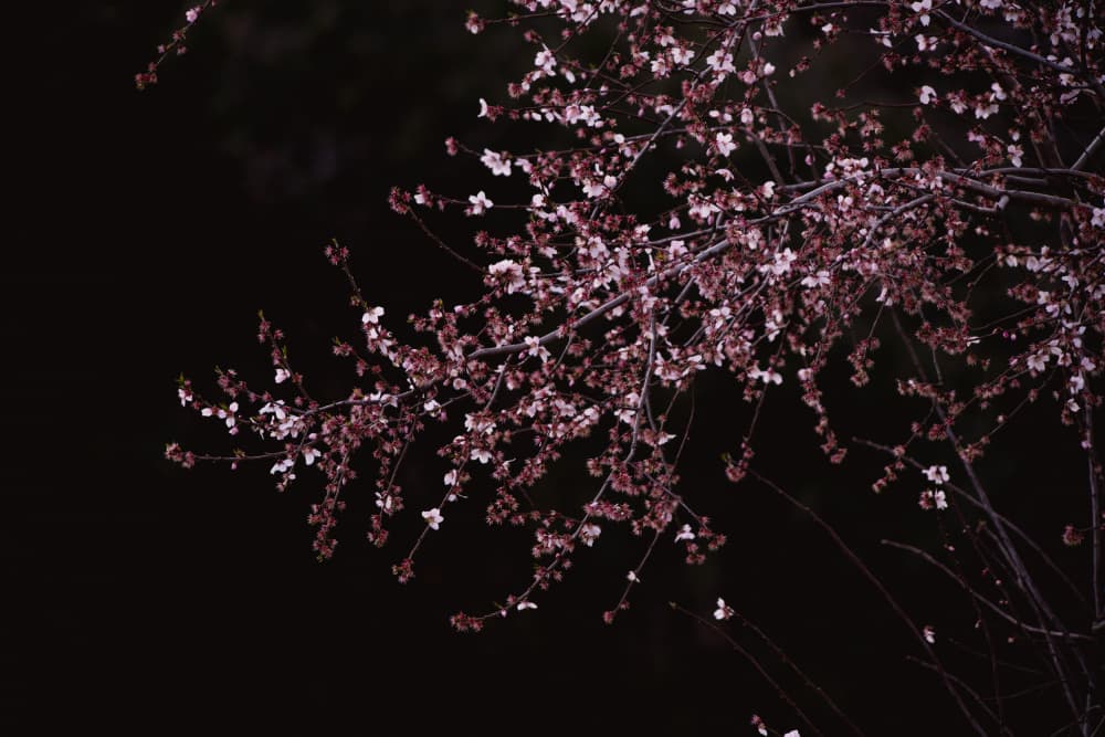Night Blossoms by Crystal Lynn Collins — canvas wall art