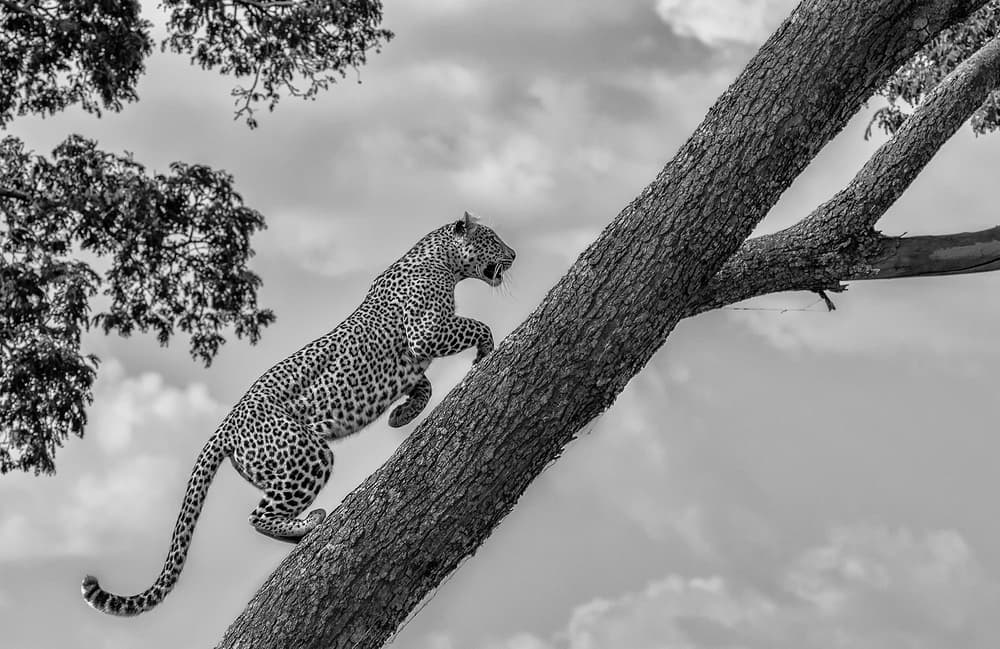 Climb Up by Henry Zhao — canvas wall art