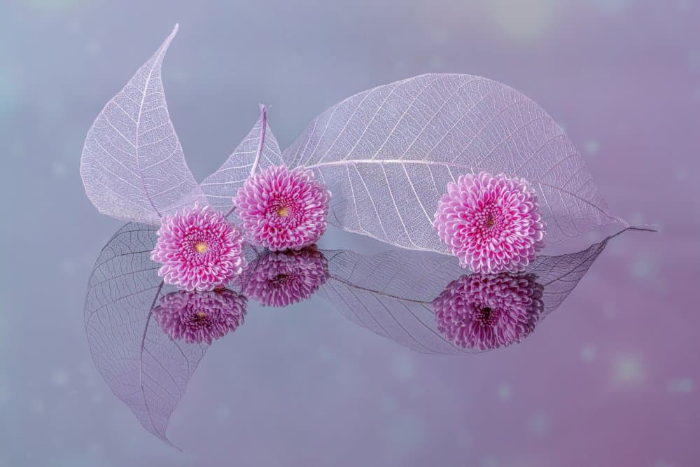 Delicate Floral Reflections by jenny j rao — canvas wall art