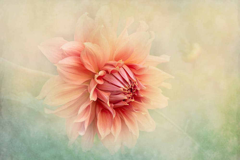 Soft Peach Dahlia by Jacky Parker — canvas wall art