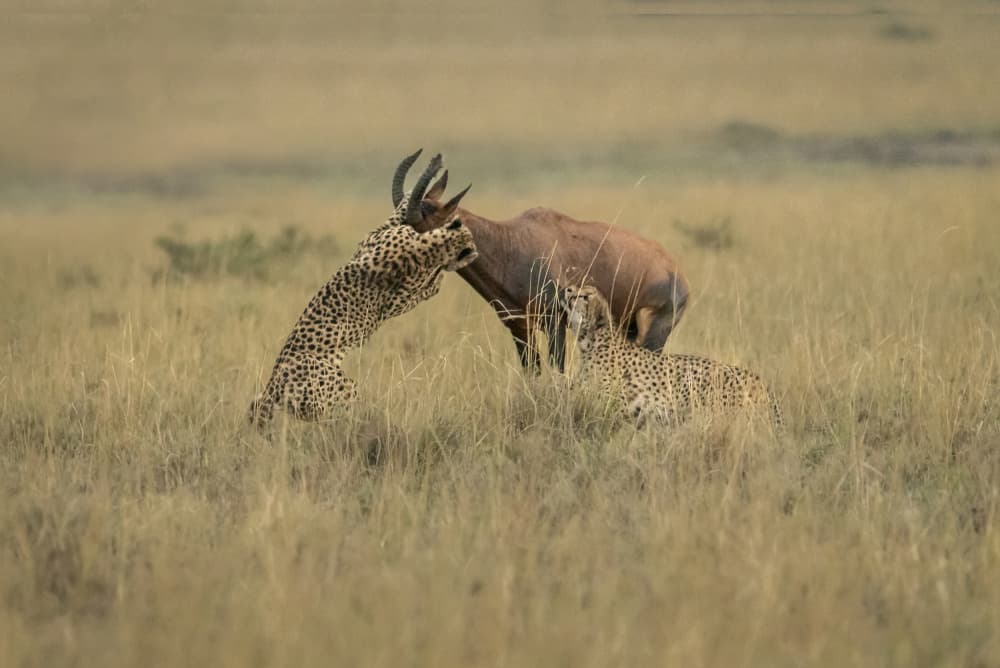Cheetahs Hunting Topi by Anita Singh — canvas wall art
