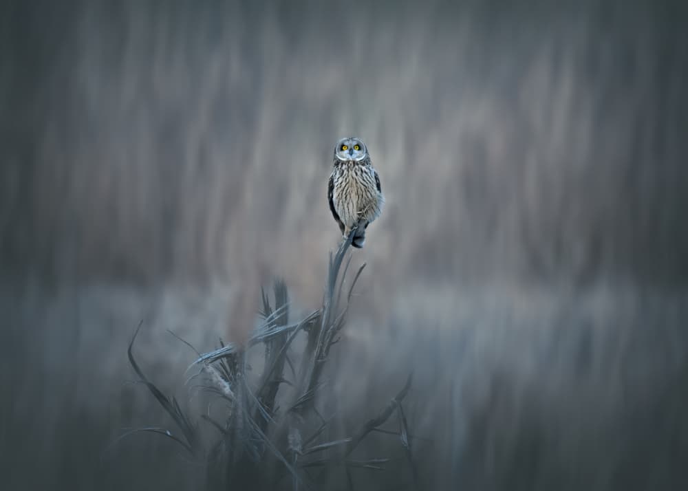 Moody Winter Owl by Li Chen — canvas wall art