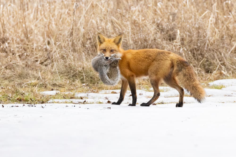 Red Fox With Squirrel by Mircea Costina — canvas wall art