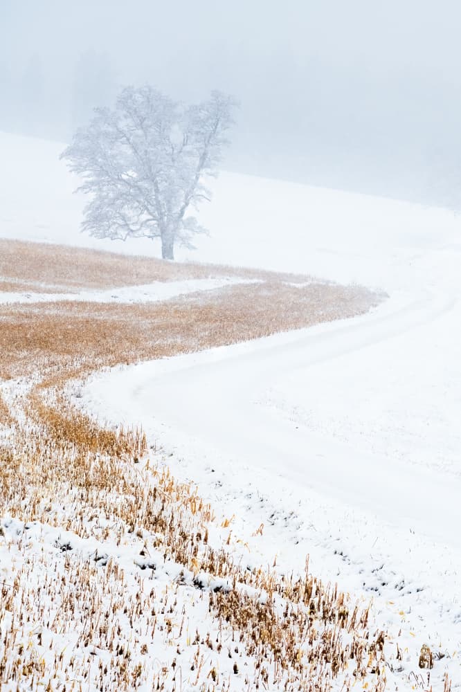 Misty Winter Tree Road by Ulrike Eisenmann — canvas wall art