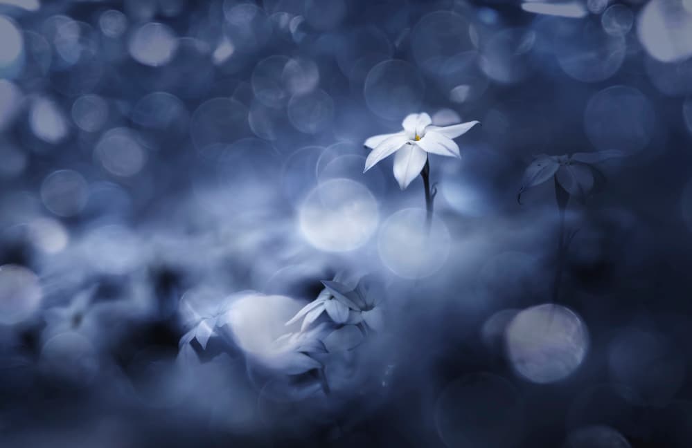 Ethereal White Flower by Takashi Suzuki — canvas wall art