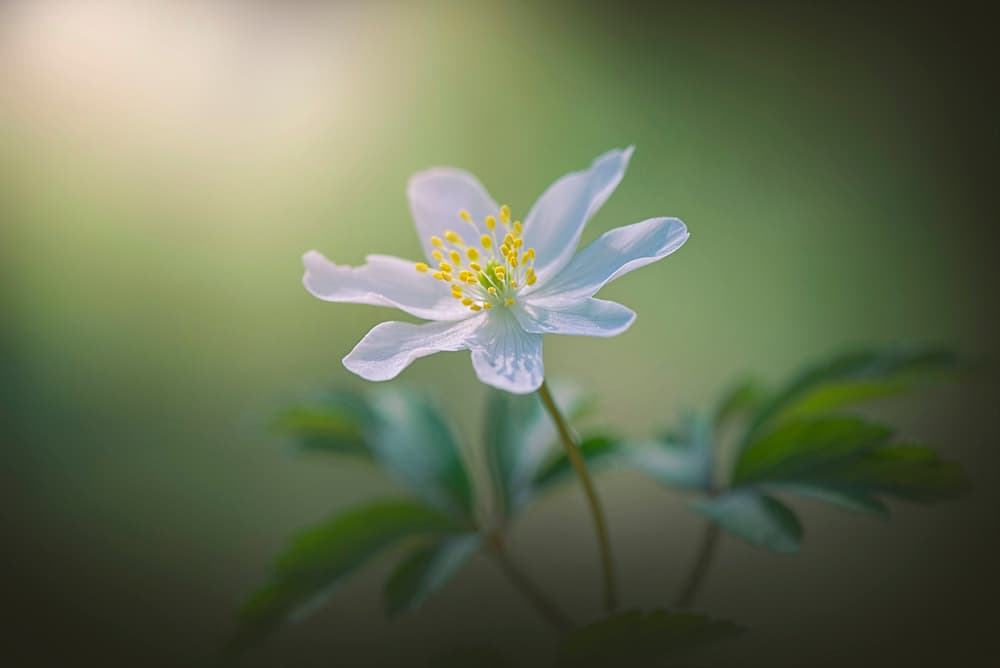 Simplicity by Jacky Parker — canvas wall art