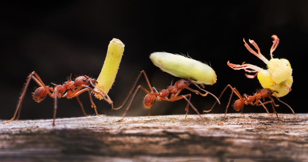 Ants on a Mission by Summer2016 — canvas wall art