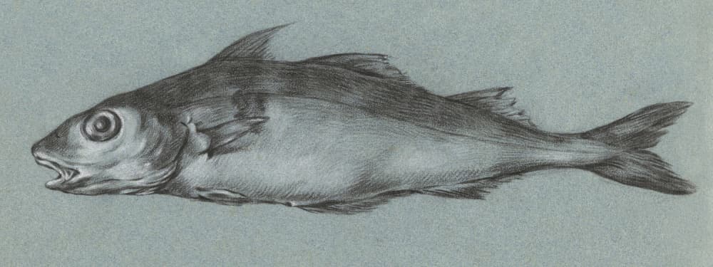 Fish Green (1775–1833) by Jean Bernard — canvas wall art