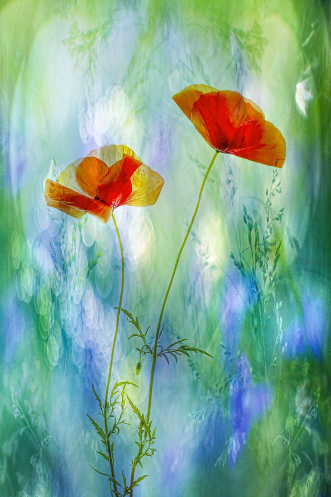 Dreamy Poppies Bloom