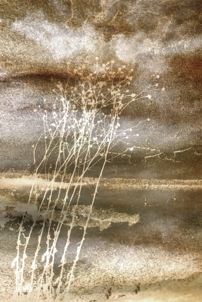 Delicate Winter Stems by Christina Sillen — canvas wall art